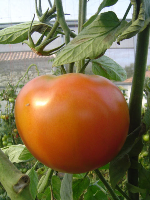 Tomate