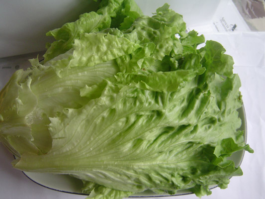 Lechuga