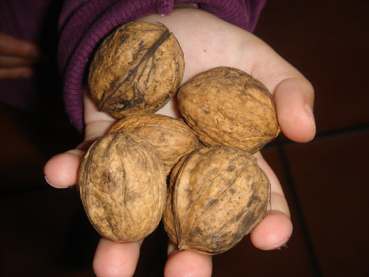 Nueces