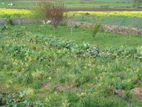 Os productos de horta do Agro do Cruceiro