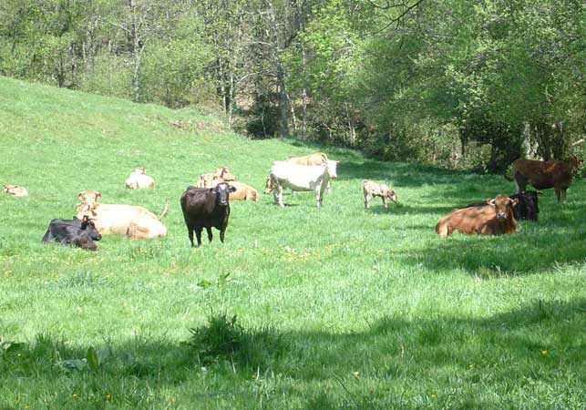 Produccin bovina da Casa do Carracedo