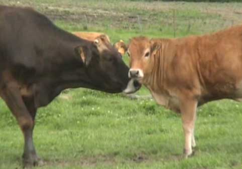 Producci�n bovina en Casa Mosqueira