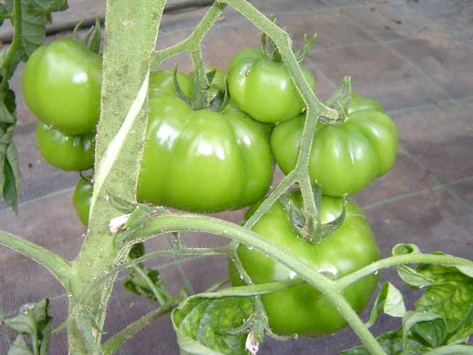 Os tomates de Casa Agro do Cruceiro