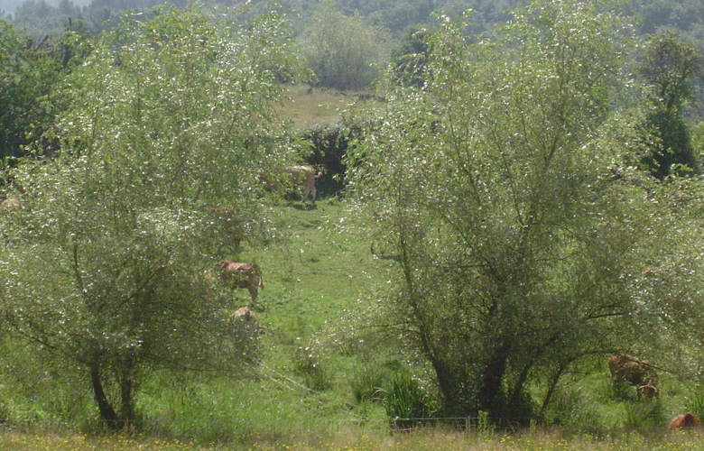 Carne ecolxica