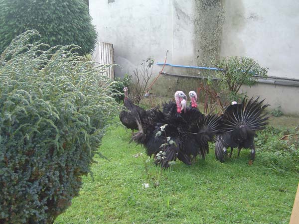 Pavos e cap�ns de Casa Capela