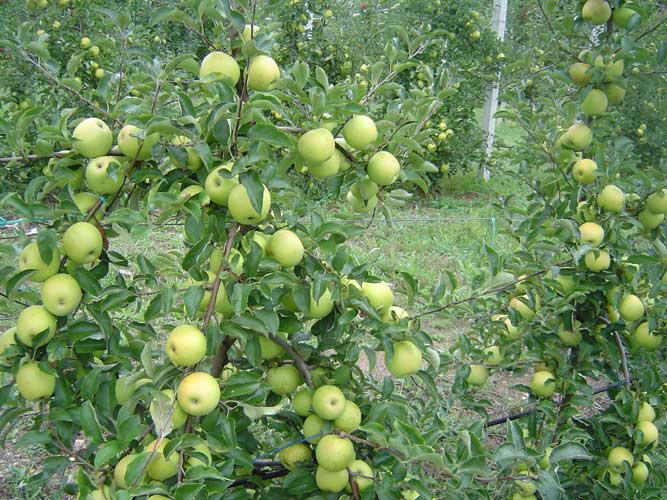 Producci�n ecol�xica de maz�s, kiwi�os e marmelo da Puchadiza