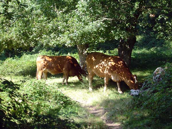 O coidado das vacas e becerros en Casa de Torres