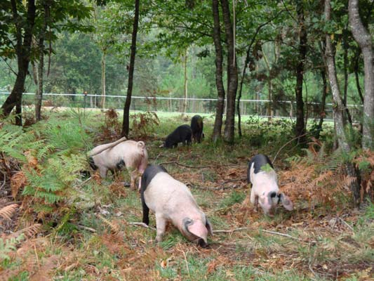 Os porcos celtas aliméntanse con castañas, belotas e raíces