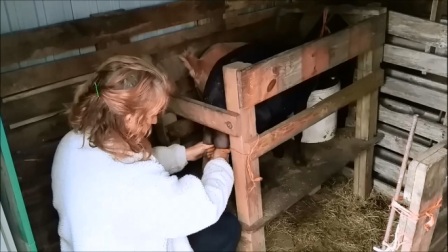 Marta muxindo unha cabra